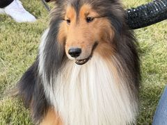 -上海神旺大酒店