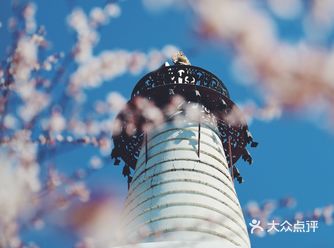 北京春季赏花之北海公园山桃花