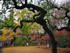 -灵谷景区