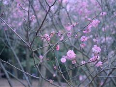 -香雪海