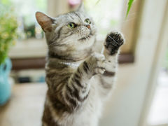 -海边的猫和咖啡馆