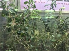 -上海昆虫博物馆