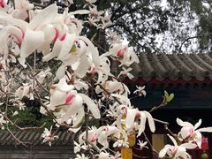 -大觉寺-停车场