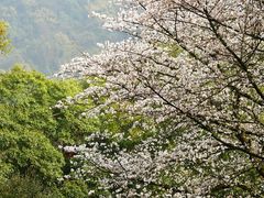 -中国茶叶博物馆(双峰馆区)