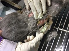 -瑞派宠物医院·24h·骨外科·皮肤科·全科宠物医疗转诊中心(沈阳浑南院)