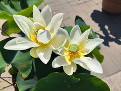 -莲花池公园