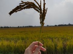 -嘉北郊野公园