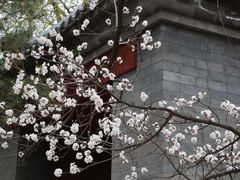 -颐和园