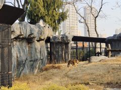 -武汉动物园
