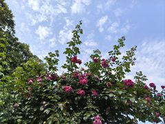 -人民公园(罗湖区)