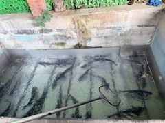 -姥家大锅台水库渔家