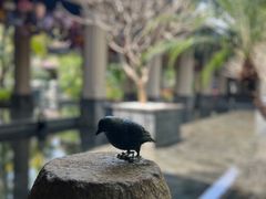 -海南清水湾莱佛士酒店