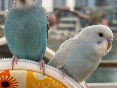 -青石桥花鸟鱼虫市场(叠翠城店)