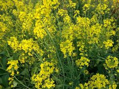iphone_upload_pic-南汇桃花村