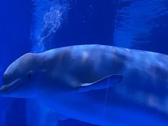 -海合安青岛极地海洋公园