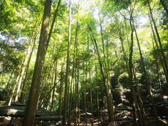 -凤栖山