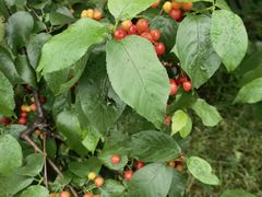 -樱桃山旅游景区