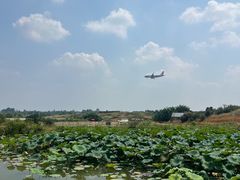 -空港花田景区