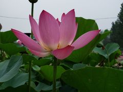 -白洋淀景区