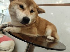 -共舞时光猫咖·狗咖(新街口店)