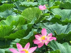 景点-近春园遗址