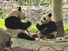 -都江堰中华大熊猫苑