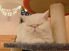 -猫腻·猫咖·撸猫馆(星光大道店)
