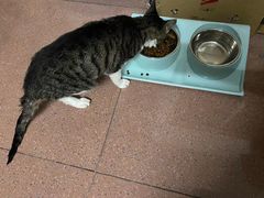 -宠颐生猫科·内科皮肤科(西平世纪城店)