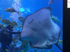 -太平洋海底世界