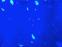 -暹罗海洋世界
