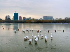 -莲花池公园