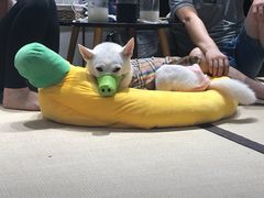 -逗柴咖啡屋·狗咖猫咖宠物桌游