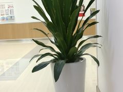 -川北医学院附属成都新华医院