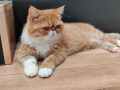 -瞄一喵猫咖(格力海岸店)