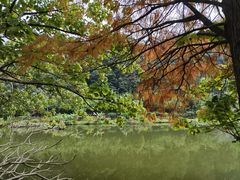 -深圳仙湖植物园