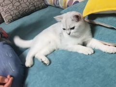 -宠福鑫康馨动物医院·骨科·眼科