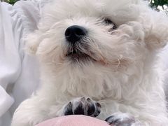 -宠颐生动物医院·心脏科·保险定点(锦阳分院)