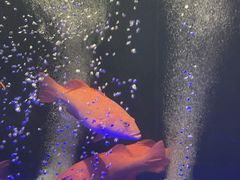 -莉莉海堂HAITANG·烤鸭(国贸商城店)