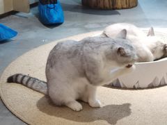 -more than meow吴止猫主题餐厅(承德 中船汇店)