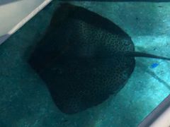-暹罗海洋世界