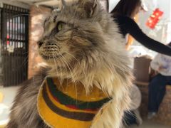 -豆逗聊愈猫阁Easy Life