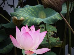 -荔湾湖公园
