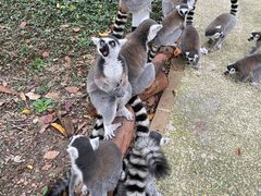 -上海野生动物园