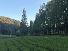 -香芙茗茶楼(梅家坞总店)