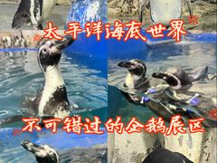 -太平洋海底世界