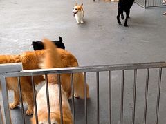 -宠物之家Pets Home 宠物寄养酒店