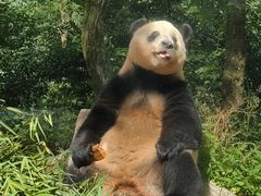 -中国大熊猫保护研究中心雅安碧峰峡基地