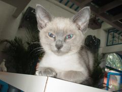 -Sirena海妖日咖夜酒