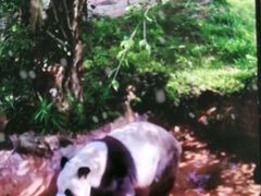 -海南热带野生动植物园