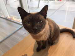 -藏猫猫咖啡主题馆(中央大道店)